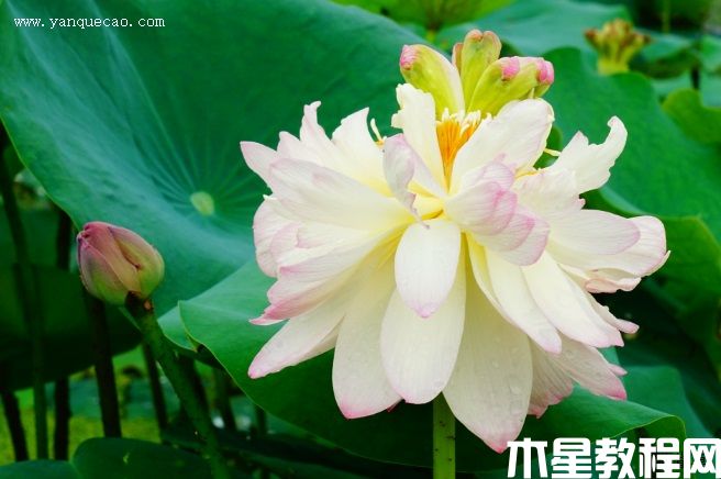 新云锦 新云锦