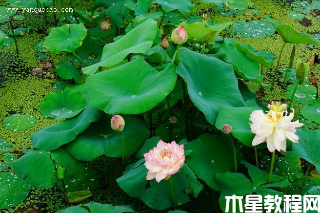 新云锦(图3) 新云锦