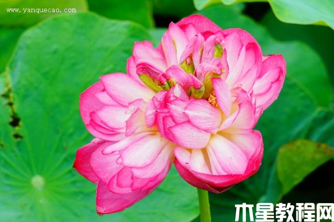 红千叶 红千叶