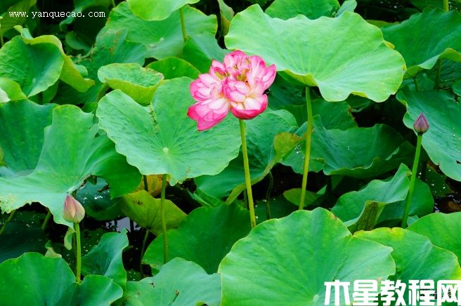 红千叶 红千叶