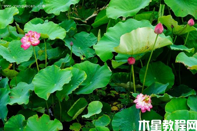 红千叶(图3) 红千叶