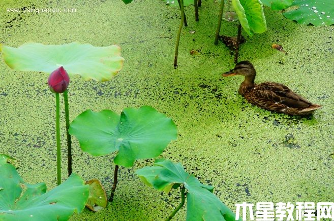 紫重阳 紫重阳