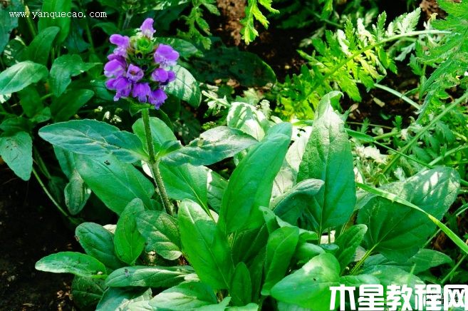 大花夏枯草(图3) 大花夏枯草