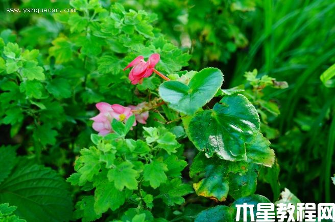 四季秋海棠 四季秋海棠