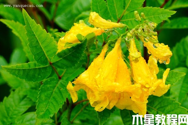 黄钟花 黄钟花