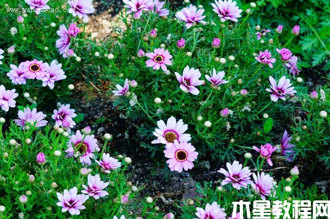 格兰黛丝粉色木茼蒿(图3) 格兰黛丝粉色木茼蒿