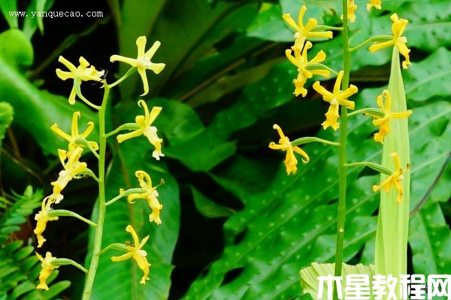 黄兰 黄兰