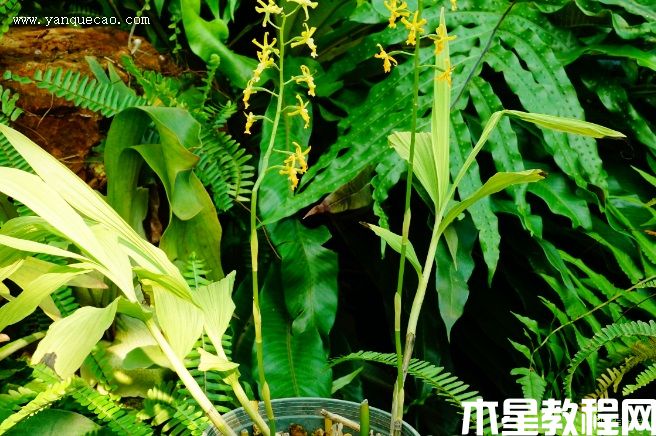 黄兰(图3) 黄兰