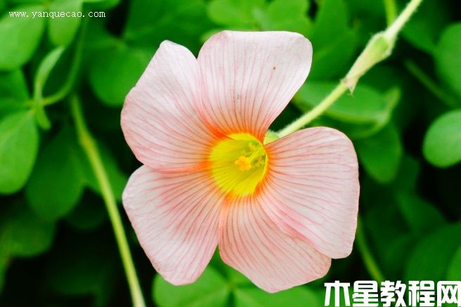 芙蓉花酢浆草 芙蓉花酢浆草