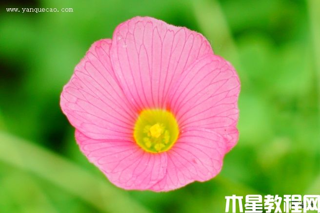 芙蓉花酢浆草 芙蓉花酢浆草
