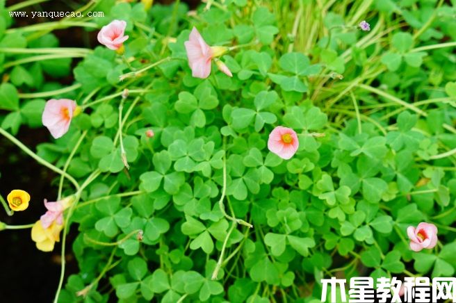 芙蓉花酢浆草(图3) 芙蓉花酢浆草