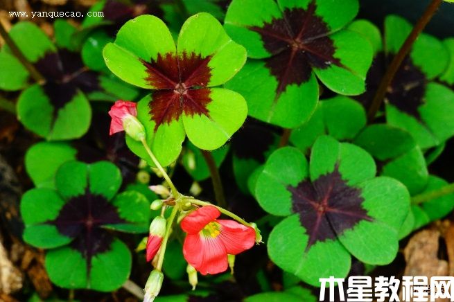 铁十字酢浆草(图3) 铁十字酢浆草