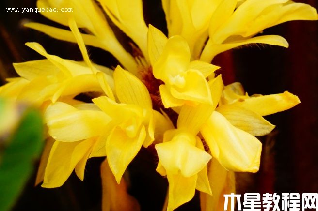 波浪竹芋 波浪竹芋