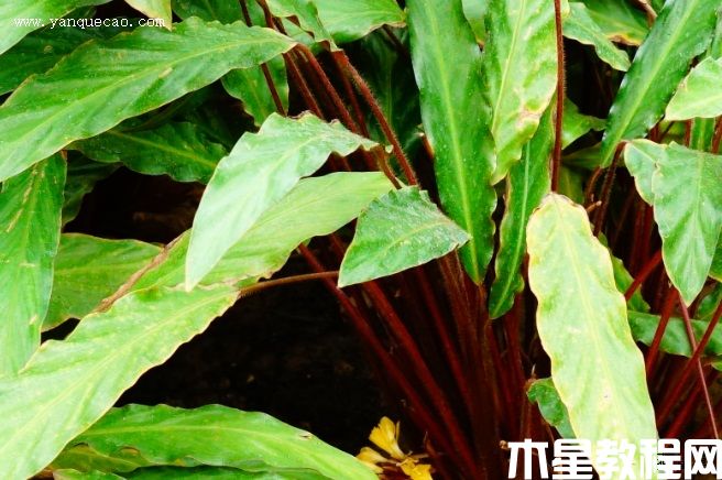 波浪竹芋(图3) 波浪竹芋