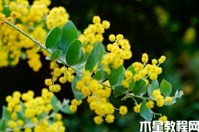 珍珠金合欢 珍珠金合欢