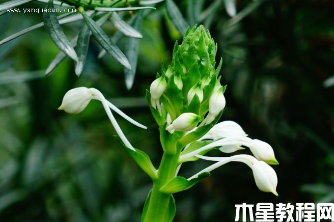 三褶虾脊兰 三褶虾脊兰