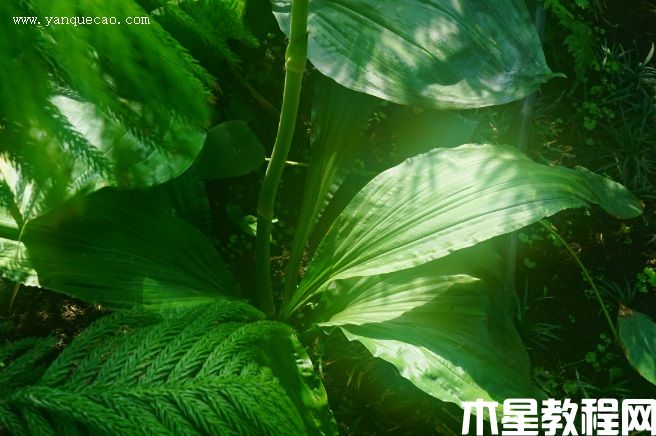 三褶虾脊兰(图3) 三褶虾脊兰