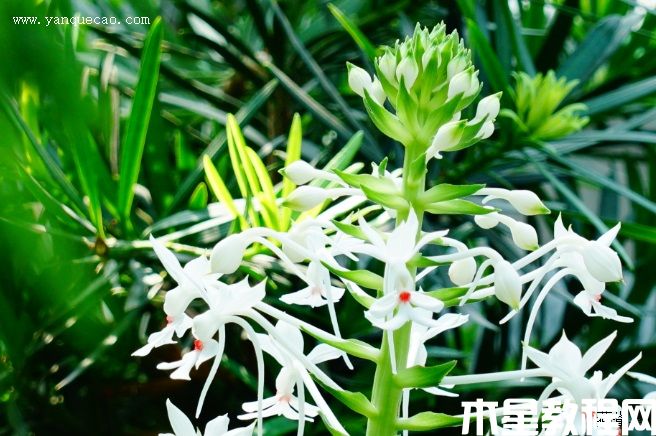 三褶虾脊兰 三褶虾脊兰