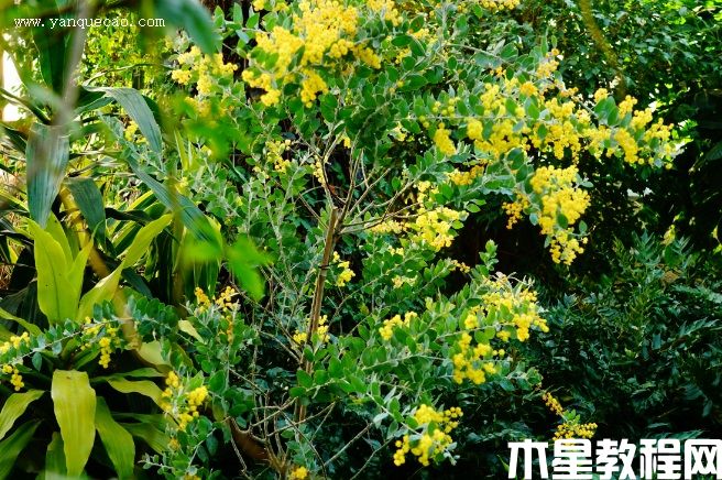 珍珠金合欢(图3) 珍珠金合欢