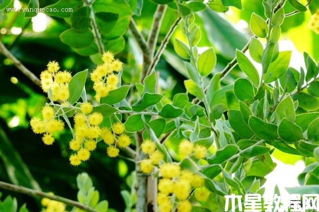 珍珠金合欢 珍珠金合欢