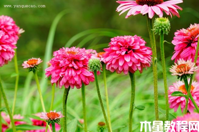 至尊火烈鸟松果菊(图3) 至尊火烈鸟松果菊