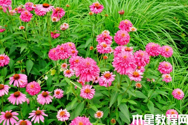 至尊火烈鸟松果菊 至尊火烈鸟松果菊