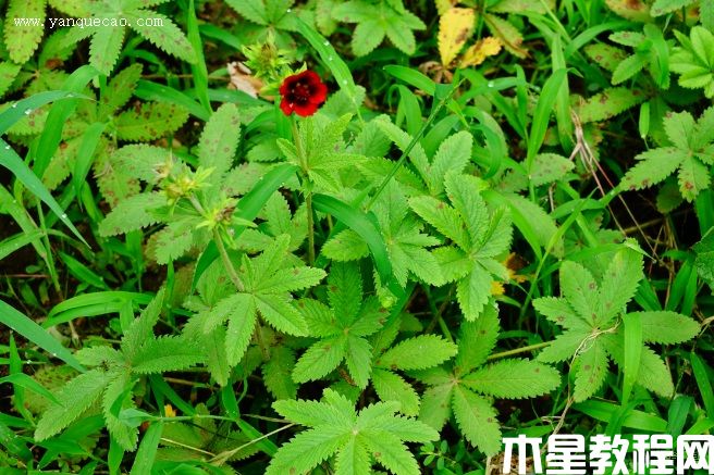 天鹅绒委陵菜(图3) 天鹅绒委陵菜