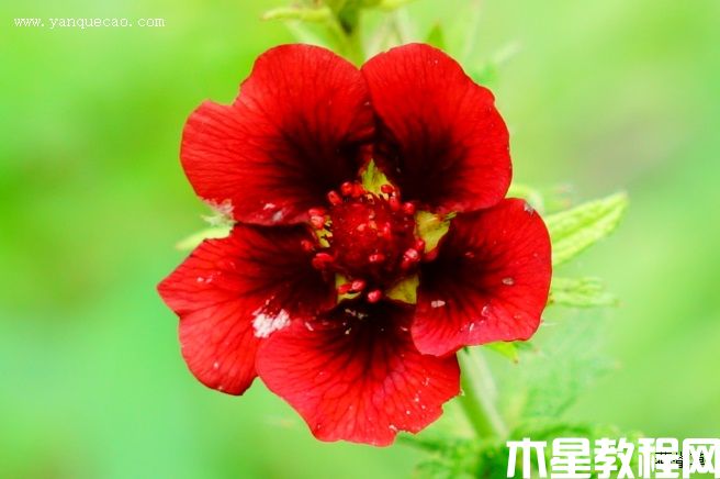 天鹅绒委陵菜 天鹅绒委陵菜