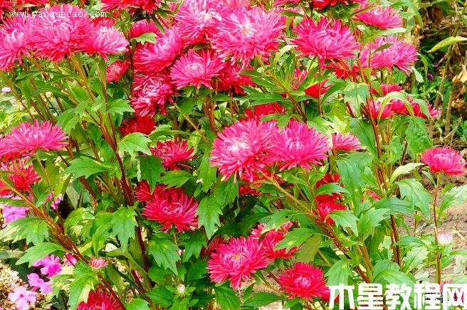 翠菊(图3) 翠菊