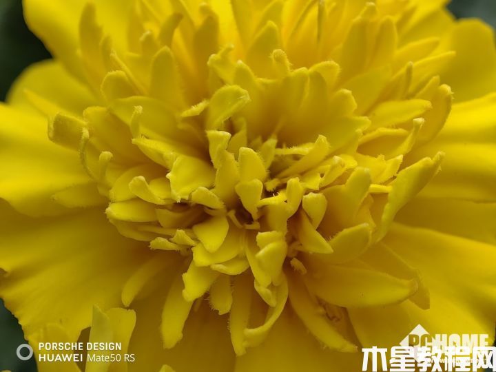 Mate 50 RS保时捷设计长焦微距体验：可以拍像素！(图13)