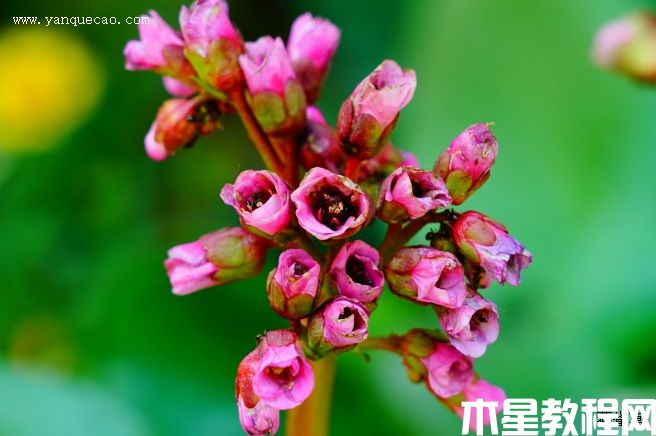 岩白菜